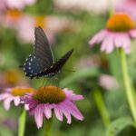 Springfield-Greene County Botanical Center at Mile 3