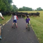 Grazing cows enjoy using the trail too
