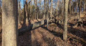 fallen tree on trail